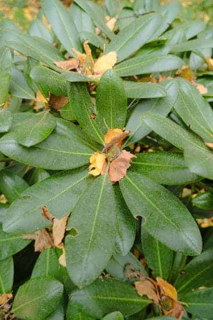 Unikke tilbud p kvalitets Rhododendron jord - Dansk Design Leksikon